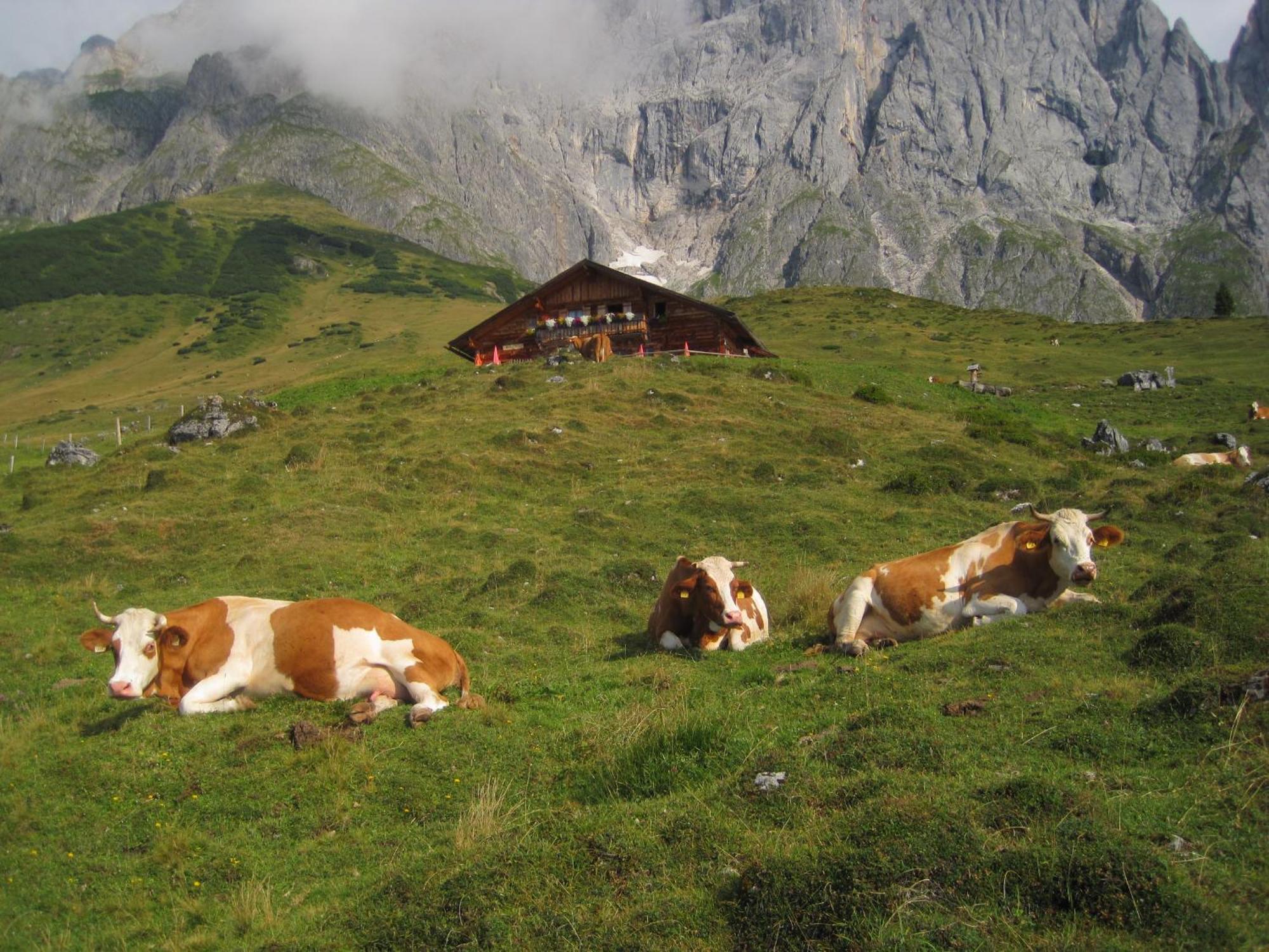 Mühlbach am Hochkönig Molteraugut 아파트 외부 사진